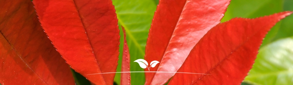 Photinia kopen | Red Robin kopen | Rood blad | Gardline